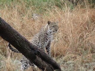 Leopard Mom
