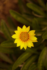 ガザニア　ーgazaniaー