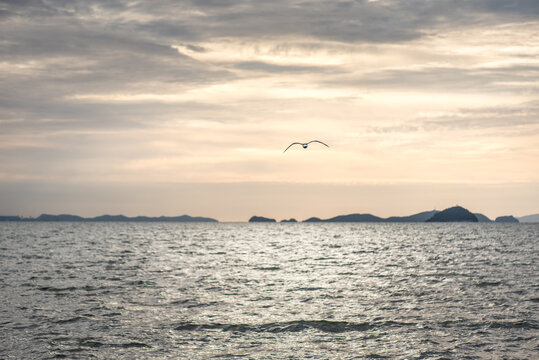 A landscape picture of seagulls in the sea in Korea
