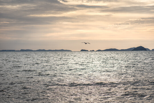 A landscape picture of seagulls in the sea in Korea