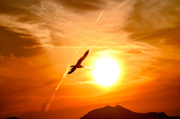 Gabbiano in volo  al tramonto contro il disco solare grande basso sull'orizzonte.. Cielo di colore...