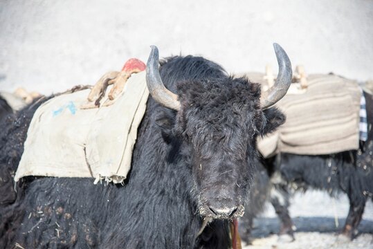Yak stands in a rocky landscape with a saddlebag and saddle on its back