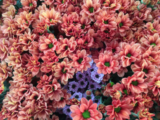 Closeup Photo of Bunch of Chrysanthemum Flower - Stock Photo