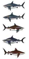 A large collection of different sharks. Bull shark set side view illustration realistic isolate art. The skeleton of a white shark in a side section.