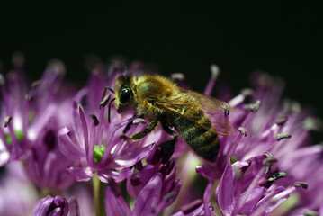 Honey bee, Apis mellifera