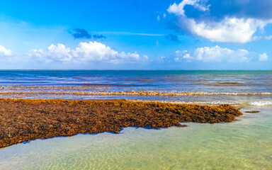 Beautiful Caribbean beach totally filthy dirty nasty seaweed problem Mexico.