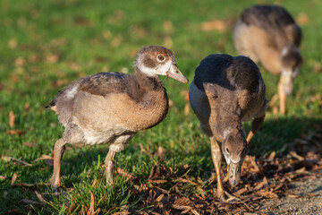 Nile goslings (Alopochen aegyptiaca) look for food in grass and dry leaves
