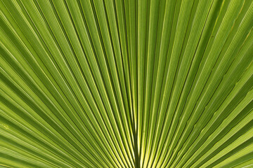 Fototapeta premium The leaf details of a palm tree