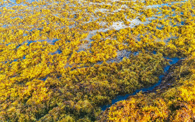 Beautiful Caribbean beach totally filthy dirty nasty seaweed problem Mexico.