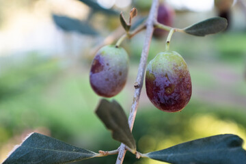 Ripening two olives grow on the branch olive tree, close-up. Olive background for publication, design, poster, calendar, post, screensaver, wallpaper, postcard, banner, cover. High quality photo