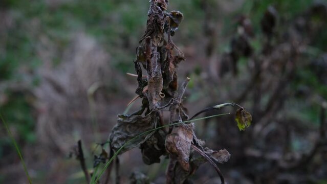 Close up of withered basil leaves after days of frost damage this delicate plant while growing in back yard organic garden.
