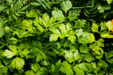Green leaves of parsley plant, close-up. Background from fresh parsley for publication, design,...