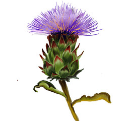 Watercolor botanical illustration of the Cynara flower. Hand-drawn botanical drawing, for scientific books, food and medicine packaging design, an element for a botanical pattern.