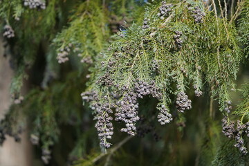 Chamaecyparis, common names cypress or false cypress (to distinguish it from related cypresses), is...