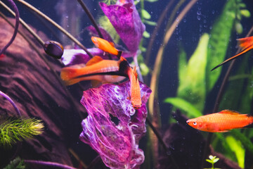 Multiple Red Wag Swordtails swim in an aquarium, with wood and plants in the background. 