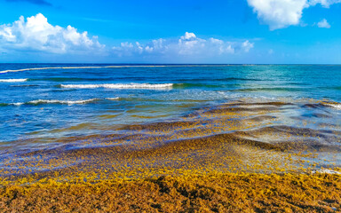 Beautiful Caribbean beach totally filthy dirty nasty seaweed problem Mexico.