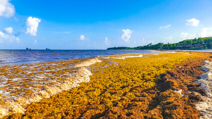 Beautiful Caribbean beach totally filthy dirty nasty seaweed problem Mexico. © Arkadi