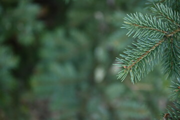 green branches of a Christmas tree close-up,  short needles of a coniferous tree close-up on a green background, texture of needles of a Christmas tree close-up, blue pine branches