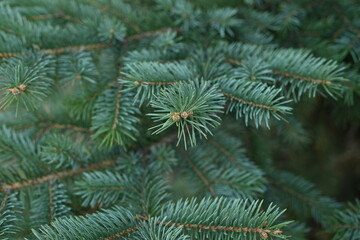 green branches of a Christmas tree close-up,  short needles of a coniferous tree close-up on a green background, texture of needles of a Christmas tree close-up, blue pine branches