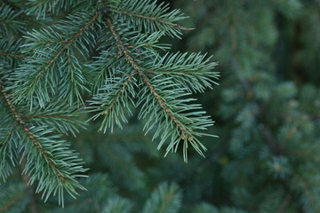 green branches of a Christmas tree close-up,  short needles of a coniferous tree close-up on a green background, texture of needles of a Christmas tree close-up, blue pine branches