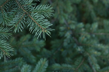 green branches of a Christmas tree close-up,  short needles of a coniferous tree close-up on a green background, texture of needles of a Christmas tree close-up, blue pine branches