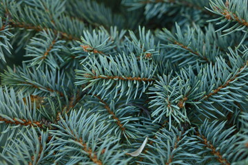 Naklejka na ściany i meble green branches of a Christmas tree close-up, short needles of a coniferous tree close-up on a green background, texture of needles of a Christmas tree close-up, blue pine branches