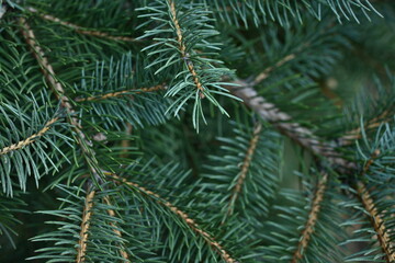 Fototapeta na wymiar green branches of a Christmas tree close-up, short needles of a coniferous tree close-up on a green background, texture of needles of a Christmas tree close-up, blue pine branches