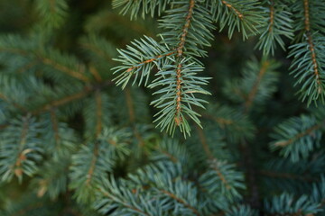 green branches of a Christmas tree close-up,  short needles of a coniferous tree close-up on a green background, texture of needles of a Christmas tree close-up, blue pine branches