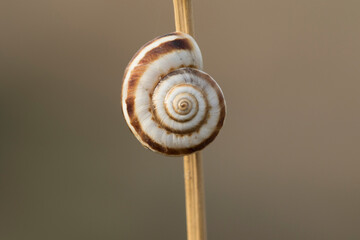 Heath snail (Helicella itala) banded form, a species of medium-sized, air-breathing land snail, a terrestrial pulmonate gastropod mollusk in the family Geomitridae, the hairy snails and their allies.