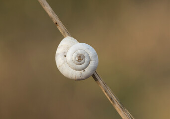 Heath snail (Helicella itala) white form, a species of medium-sized, air-breathing land snail, a terrestrial pulmonate gastropod mollusk in the family Geomitridae, the hairy snails and their allies.