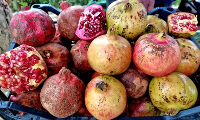 Pomegranate garnet fruit background pattern. Pomegranate whole with flower. Fresh raw organic...