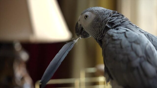 Close-up of parrot pet. Parrot standing on the cage at home. Domesticated Congo African Grey Parrot looking at the camera and holding a feather.