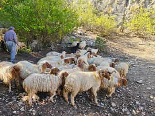 A resting flock of the Awassi sheep breed in a hot day