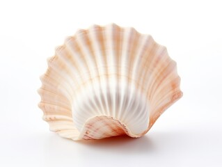 Sea shell