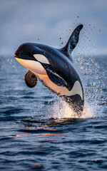 a pod of orcas breaching the surface of the ocean in dramatic fashion. - obrazy, fototapety, plakaty