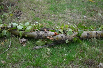 splintered tree trunk, broken tree trunk cottonwood, tree trunk after a hurricane, broken poplar...