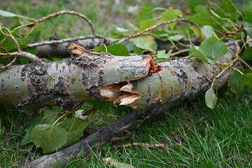 splintered tree trunk, broken tree trunk cottonwood, tree trunk after a hurricane, broken poplar...