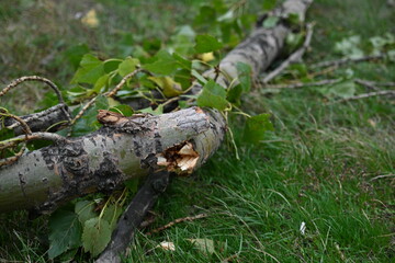 splintered tree trunk, broken tree trunk cottonwood, tree trunk after a hurricane, broken poplar...