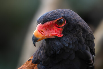 Bateleur - Terathopius ecaudatus, portrait of beautiful colored bird of prey from African bushes and woodlands, Taita hills, Kenya.