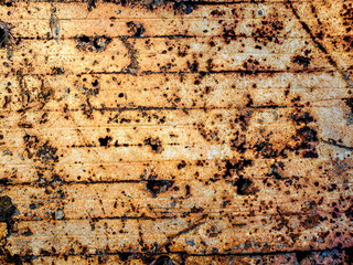 rusting metal in Atchafalaya Basin at golden hour