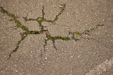 Obraz premium green moss lichen in cracks on asphalt, road surface in cracks from global warming, concrete gray road surface, long holes in the surface, yellow moss, moss blossom 