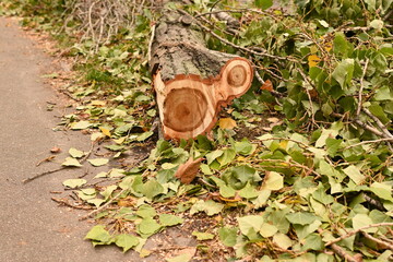 fallen broken tree after a hurricane, cut tree trunk on the ground, broken tree trunk 