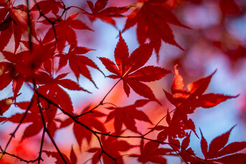 Looking up at vibrant Japanese maple leaves with a blue sky behind