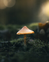 mushroom in the forest
