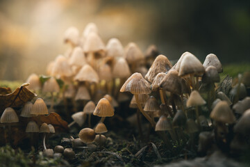 mushrooms in the forest