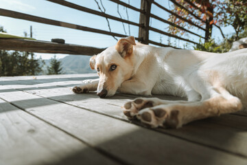 Tired dog