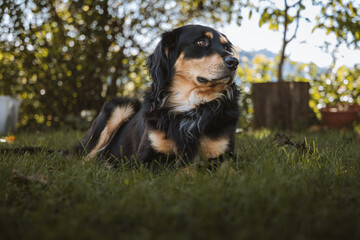 dog on grass