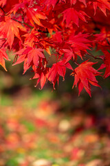 A japanese maple tree in the autumn sunshine, with a shallow depth of field