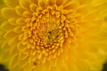 
yellow symmetrical flower chrysanthemum close up, Yellow daisy flower close-up, macro chrysanthemum flower