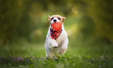 Playful happy jack russell terrier dog puppy running in the grass with a toy ball. Pet banner or background.